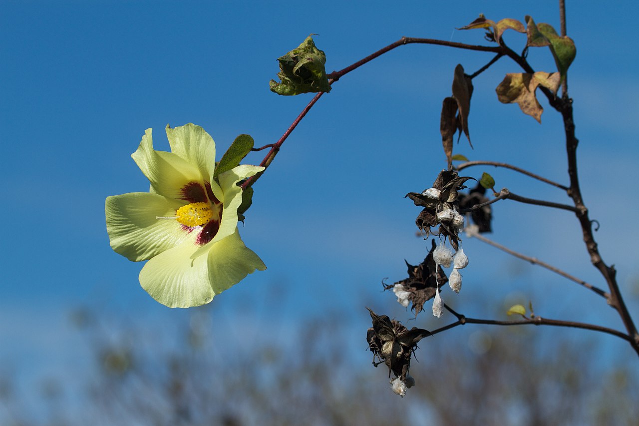 Is Egyptian Cotton really the best cotton?